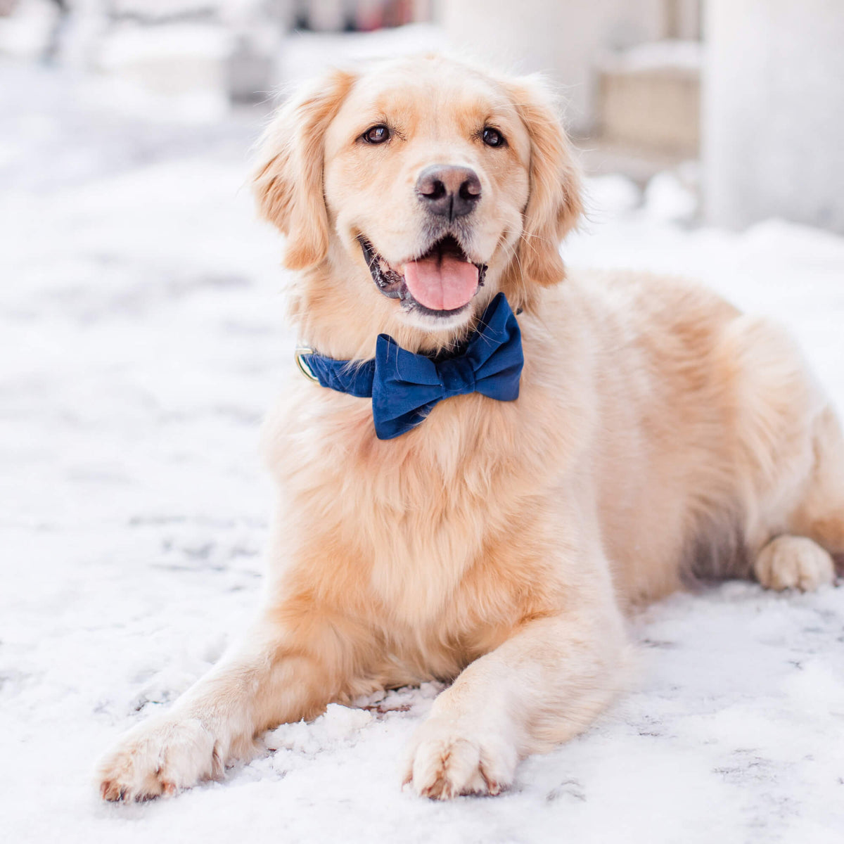Navy Velvet Dog Bow Tie