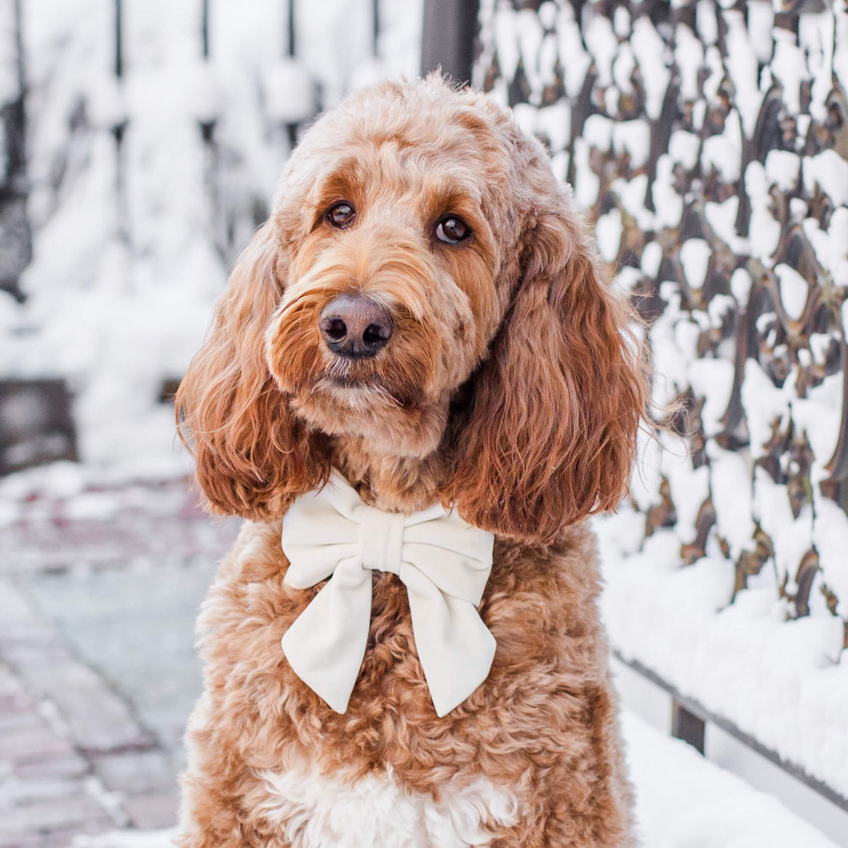 Ivory Velvet Lady Bow Collar