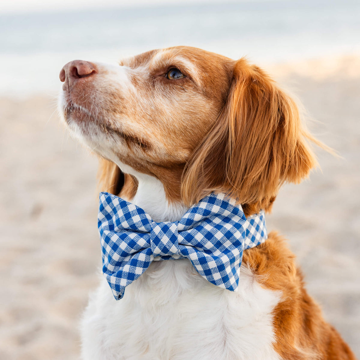 Lake Blue Gingham Dog Bow Tie