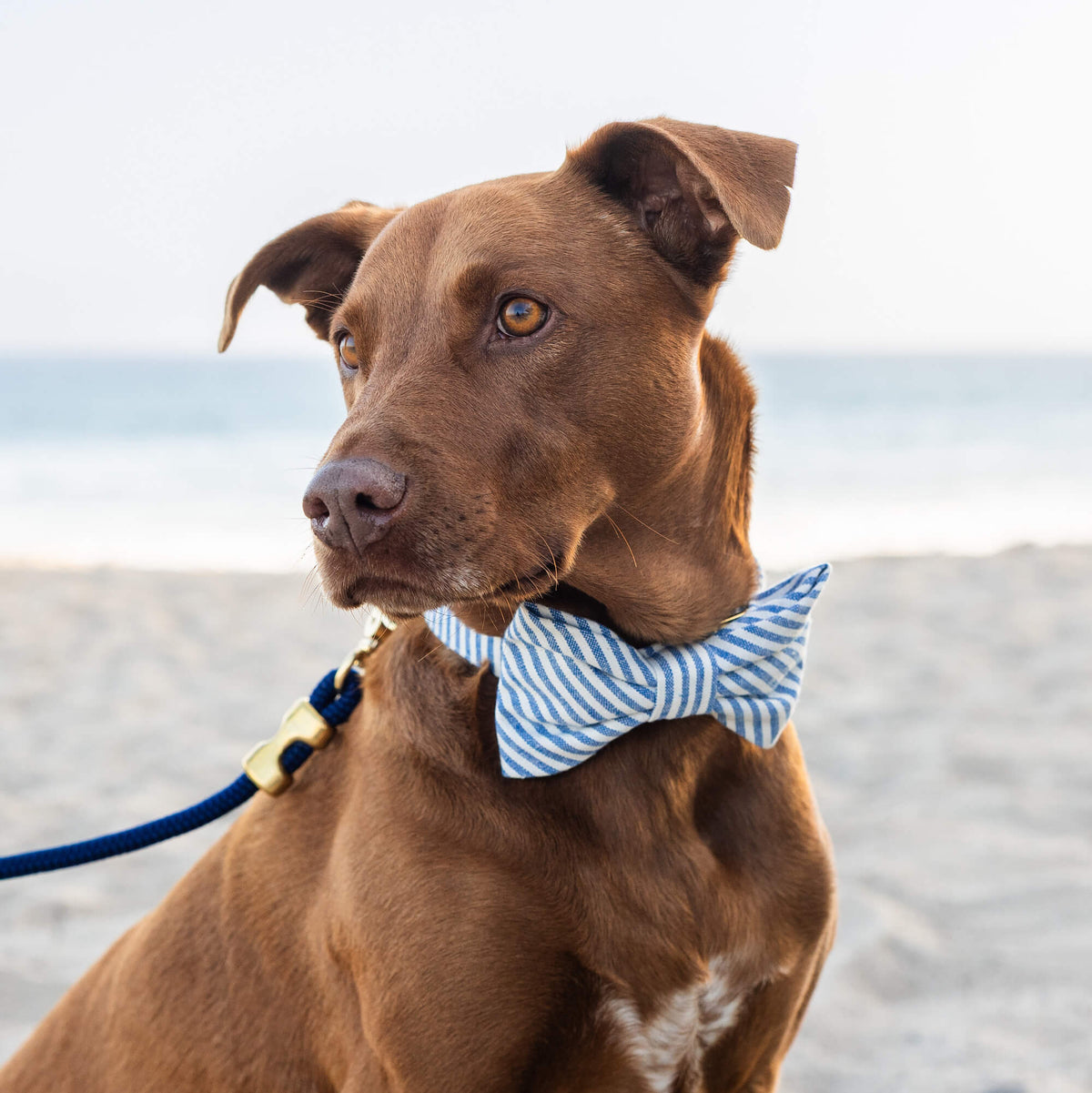 Lake Blue Stripe Dog Bow Tie