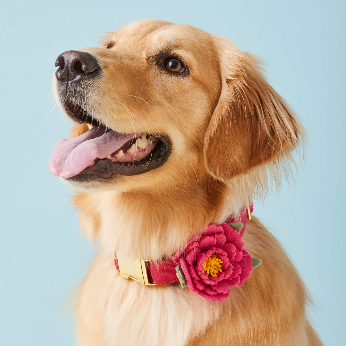 Hot Pink Peony Dog Collar Flower Set