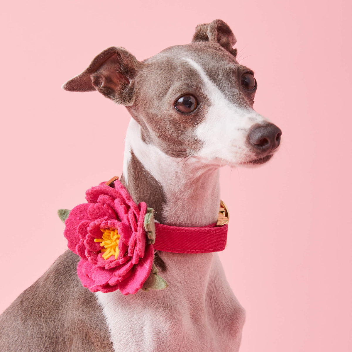 Hot Pink Peony Dog Collar Flower Set