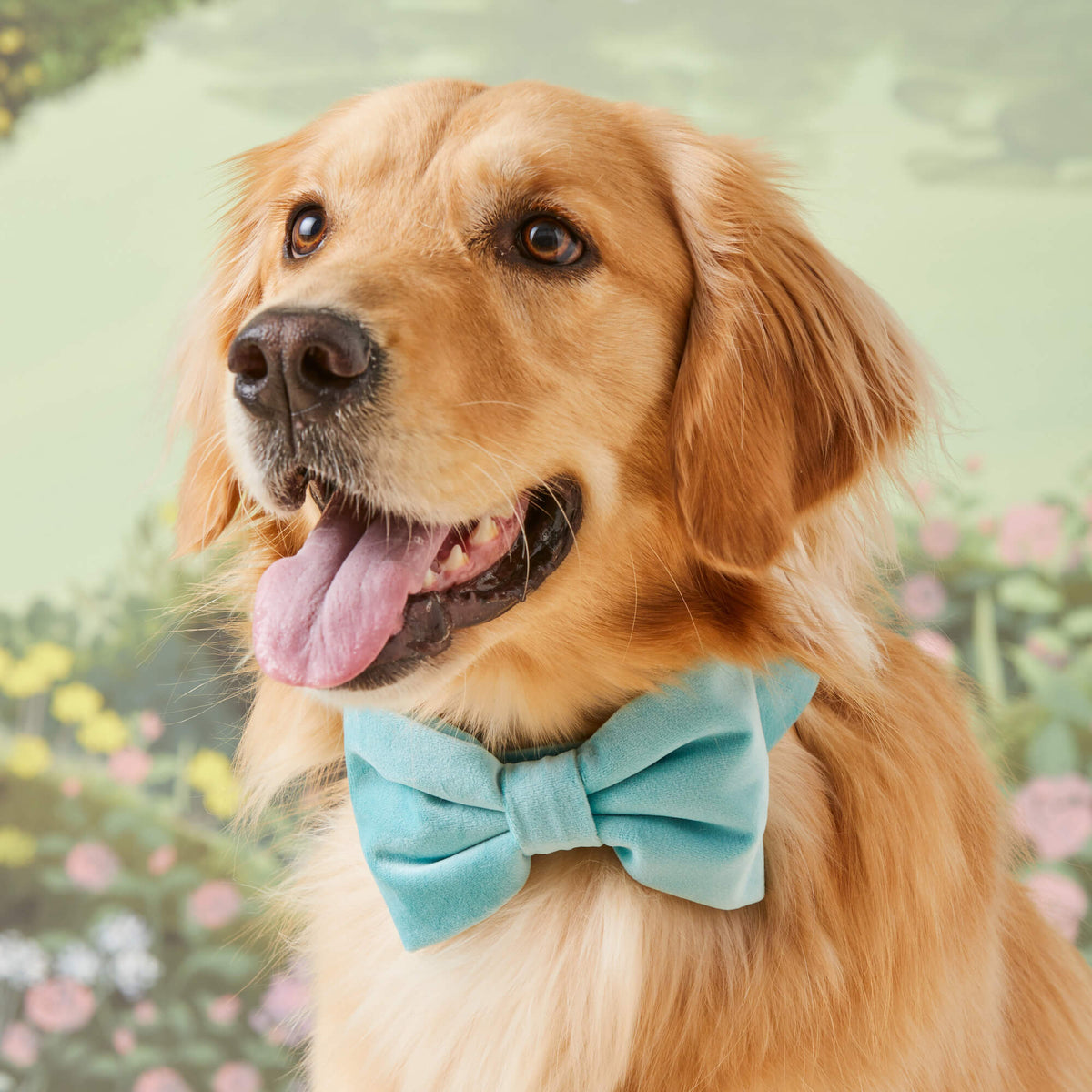 Robin’s Egg Velvet Dog Bow Tie