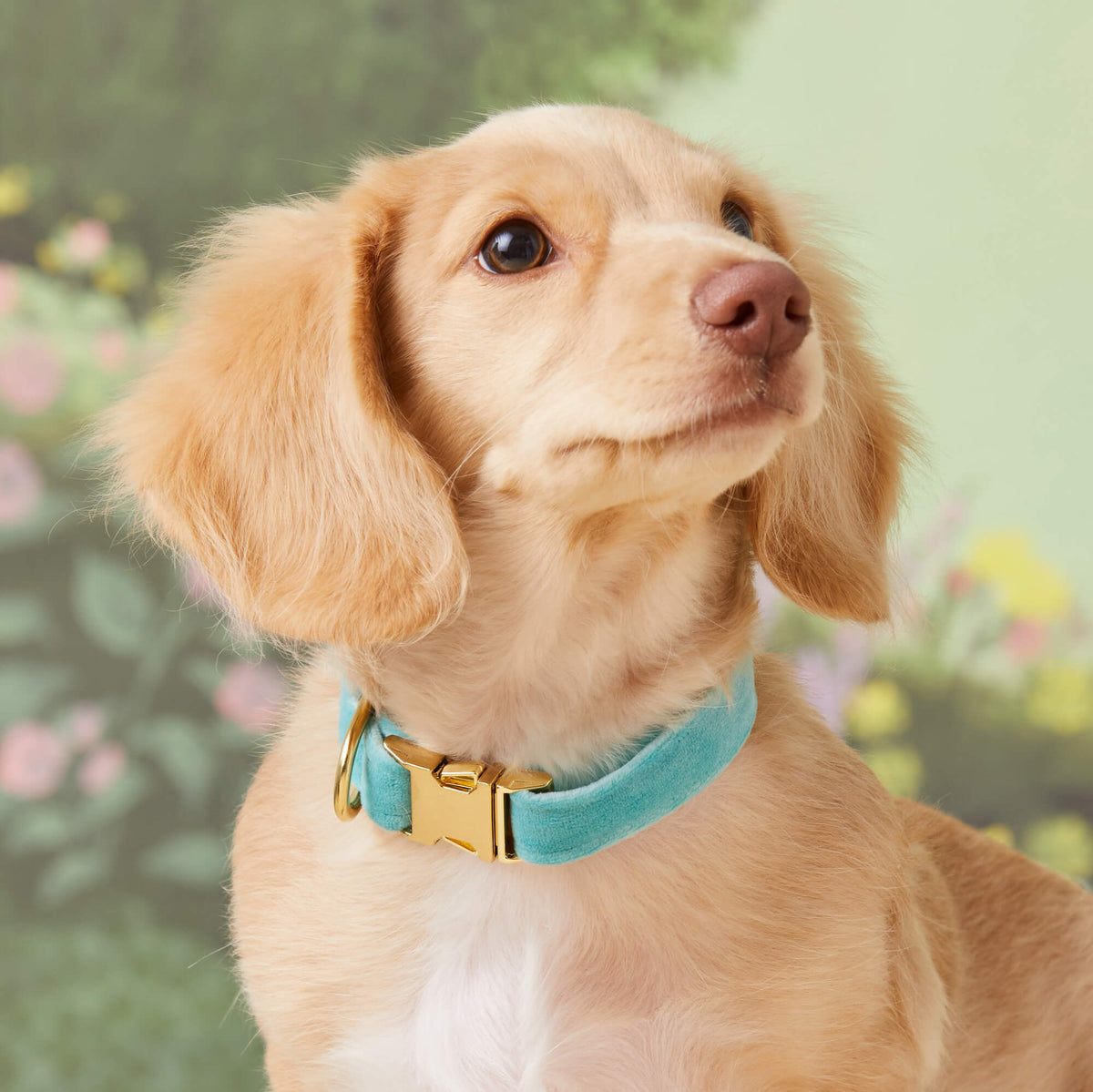 Robin’s Egg Velvet Dog Collar