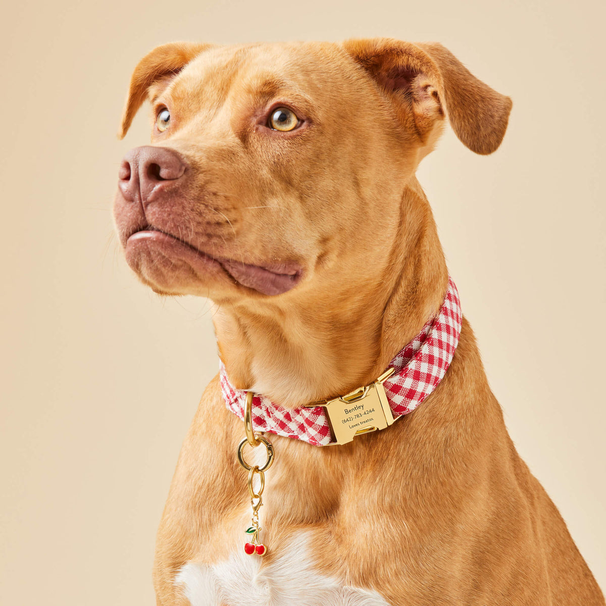 Red Gingham Dog Collar