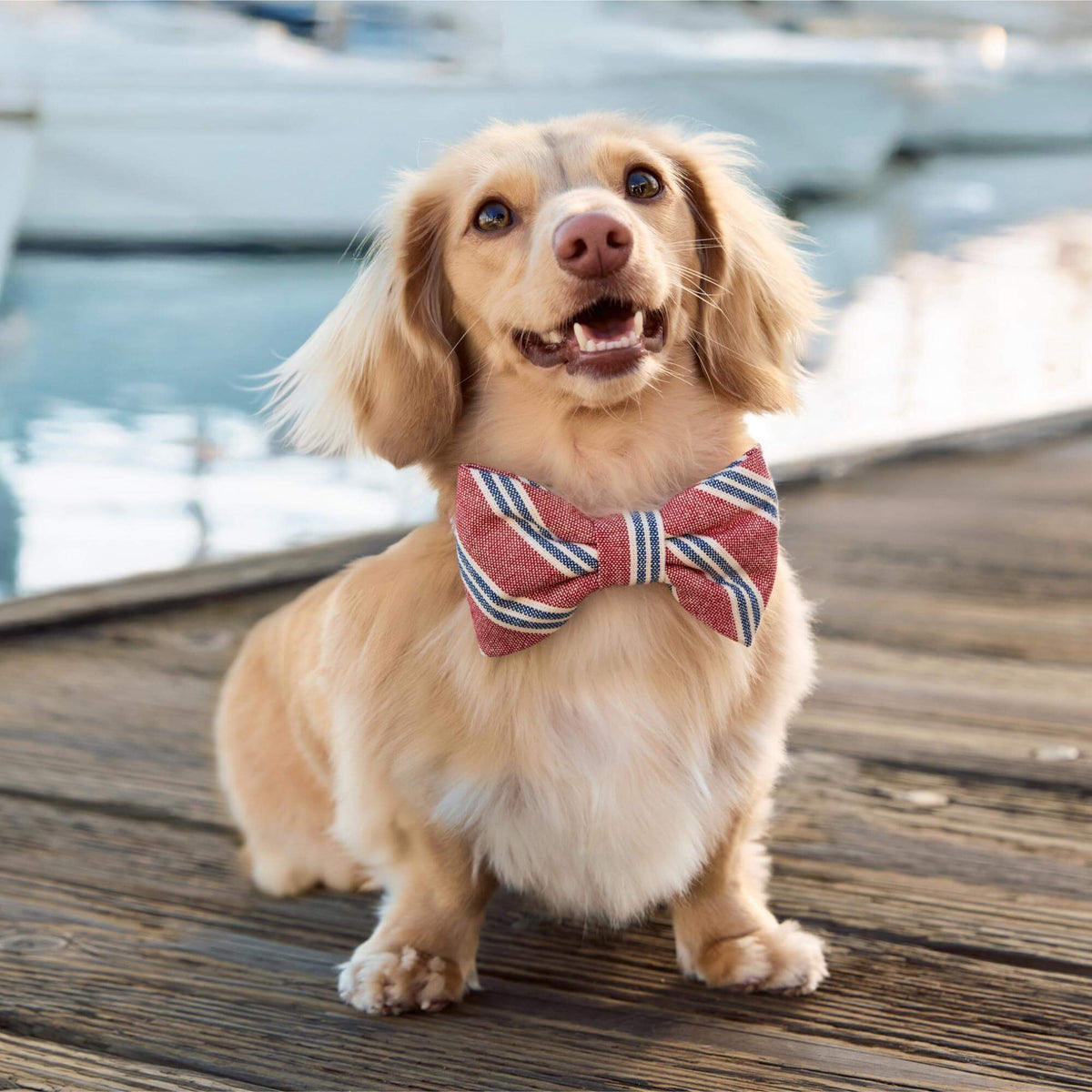 Nantucket Stripe Dog Bow Tie