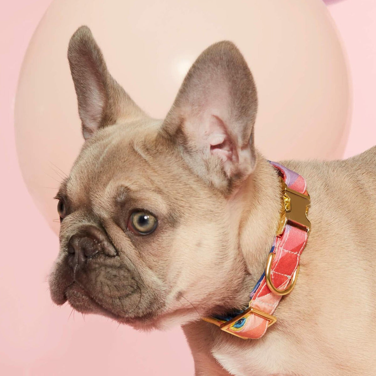 Over the Rainbow Dog Collar