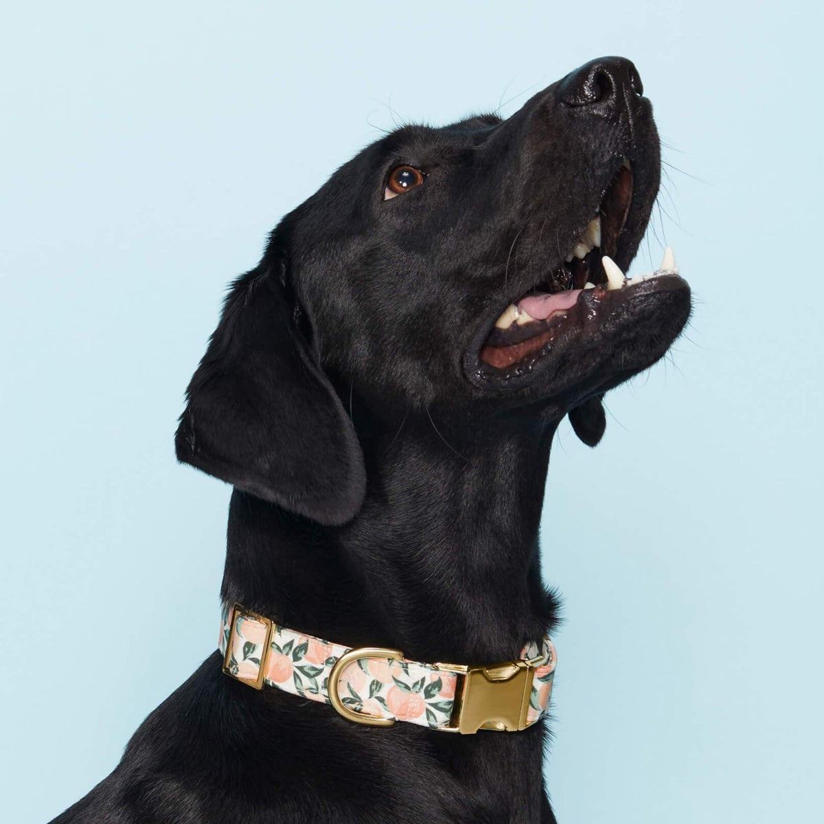 Peaches and Cream Collar Walk Set
